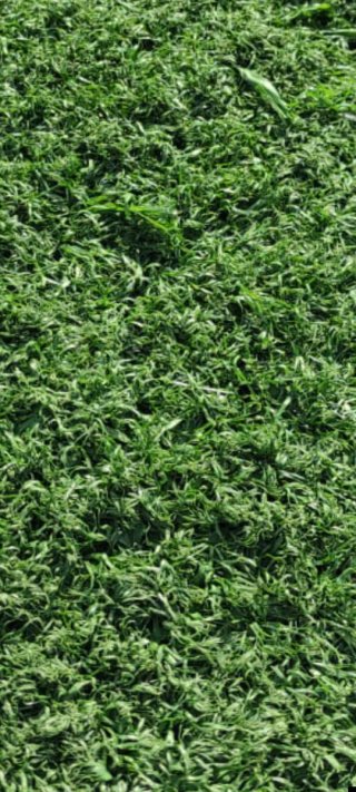 Césped artificial verde