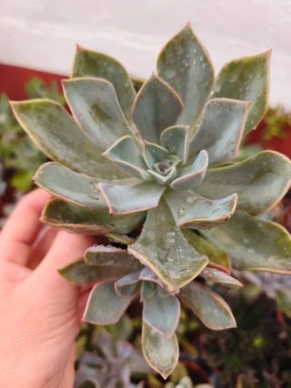 Graptoveria Douglas hutg 8.5cm