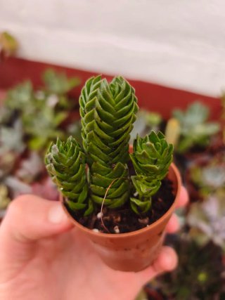 Crassula templo de buda 5.5cm