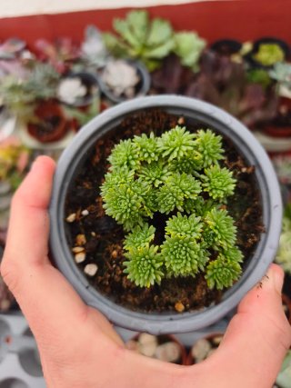 Sedum multiceps 10.5cm