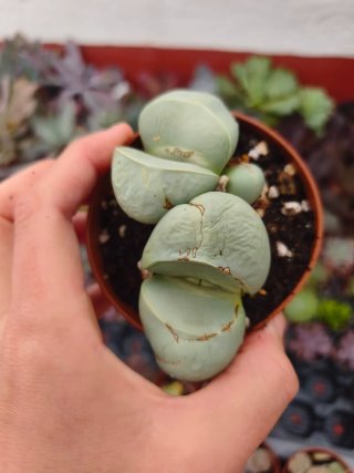 Lithop 8.5cm