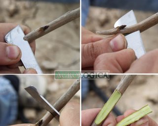 Injertos de frutales