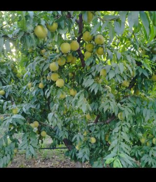 Injertos de frutales