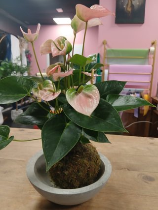 Kokedamas desde