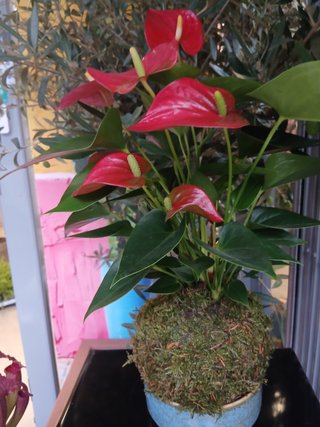 Kokedamas desde