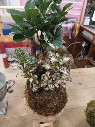 Kokedamas desde