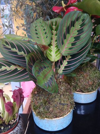 Kokedamas desde