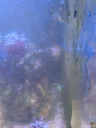 Acuario Marino Completo