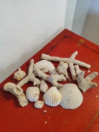 Decoración acuario: piedras y conchas