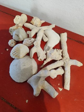 Decoración acuario: piedras y conchas