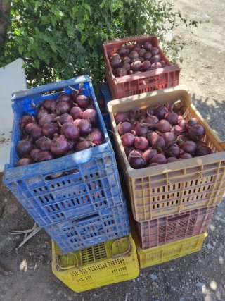 Cebollas Rojas Frescas