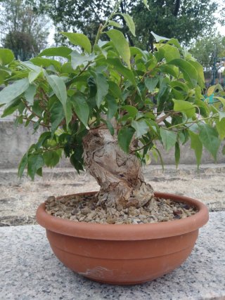 Bonsai Bougainvillea
