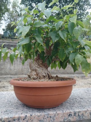 Bonsai Bougainvillea