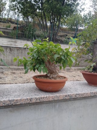 Bonsai Bougainvillea