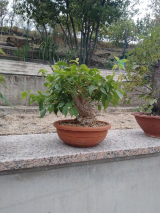 Bonsai Bougainvillea