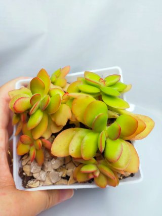 Crassula Money Maker.