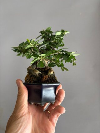 Pyracantha angustifolia mini bonsai