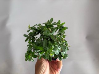 Pyracantha angustifolia mini bonsai