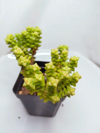 Crassula Tom Thumb, Rare Succulent