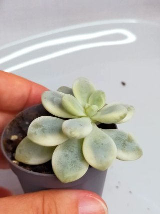 Sedum 'Clavatum' Variegata, Suculenta