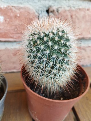 Cactus en maceta