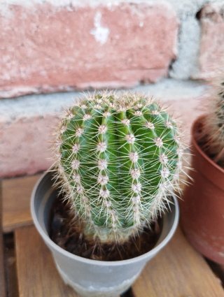 Cactus Echinopsis Oxygona