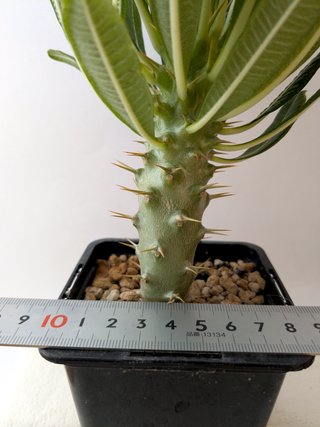 Pachypodium ambongense grueso