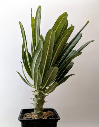Pachypodium ambongense grueso