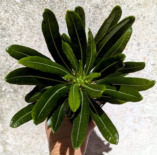 Pachypodium ambongense grueso