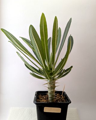 Pachypodium ambongense
