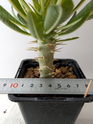 Pachypodium ambongense