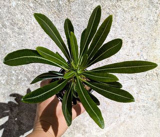 Pachypodium ambongense