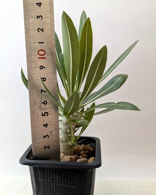 Pachypodium gracilius con ramos