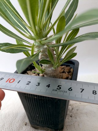 Pachypodium gracilius con ramos