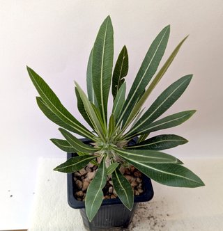 Pachypodium gracilius con ramos