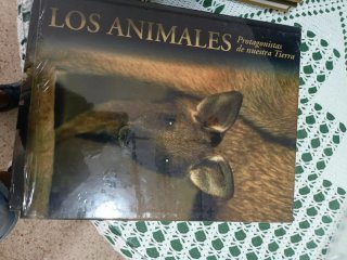 Los atletas de élite del reino animal
