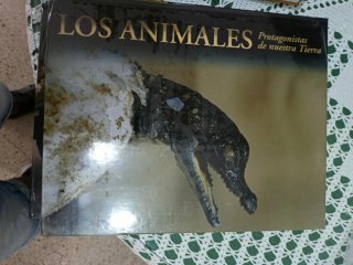 Los atletas de élite del reino animal