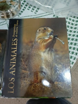 Los atletas de élite del reino animal