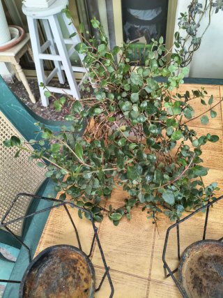 Planta con flores rojas y regalo 2 porta plantas