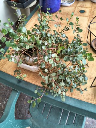 Planta con flores rojas y regalo 2 porta plantas