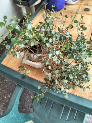 Planta con flores rojas y regalo 2 porta plantas