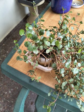 Planta con flores rojas y regalo 2 porta plantas