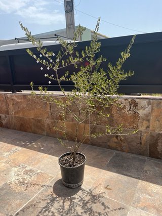 Olivo joven 140 cm