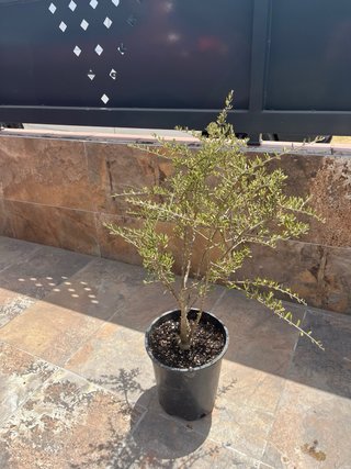 Olivo joven 100 cm