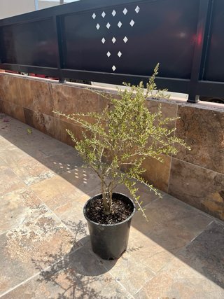 Olivo joven 100 cm