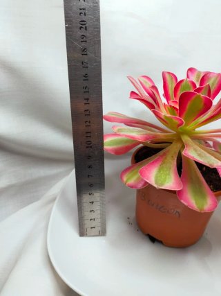 Aeonium 'Pink Witch' Suculenta variegada 2. V12 cm