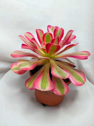 Aeonium 'Pink Witch' Suculenta variegada 2. V12 cm