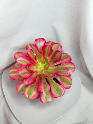 Aeonium 'Pink Witch' Suculenta variegada 2. V12 cm