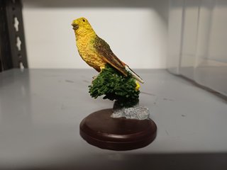 Zigolo Giallo - The Country Bird Collection