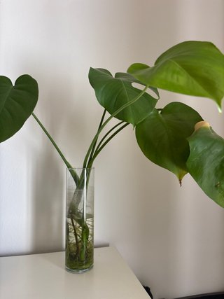 Monstera lista para plantar